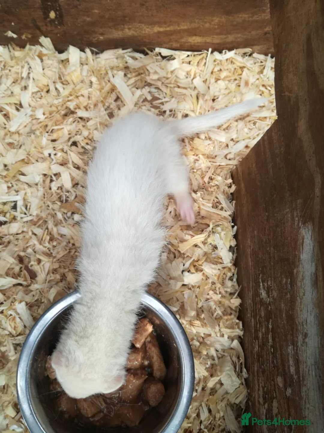 Ferret rodents for sale: 4 white ferrets in Rotherham - Advert 9