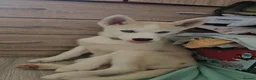 Huskita dogs for sale: Puppies for sale  - Advert 6