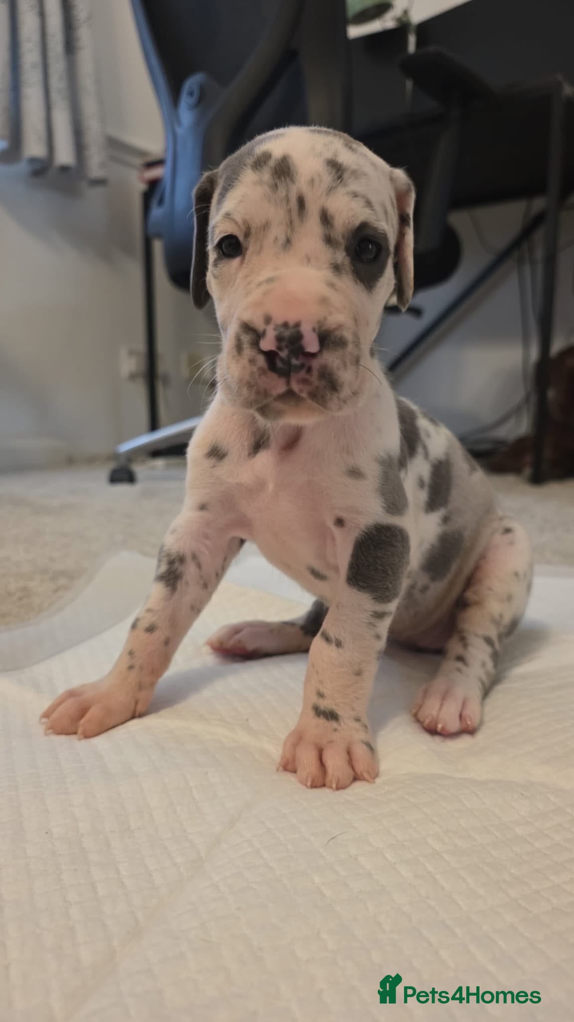 Great Dane dogs High Quality Great Dane Puppies - Advert 1