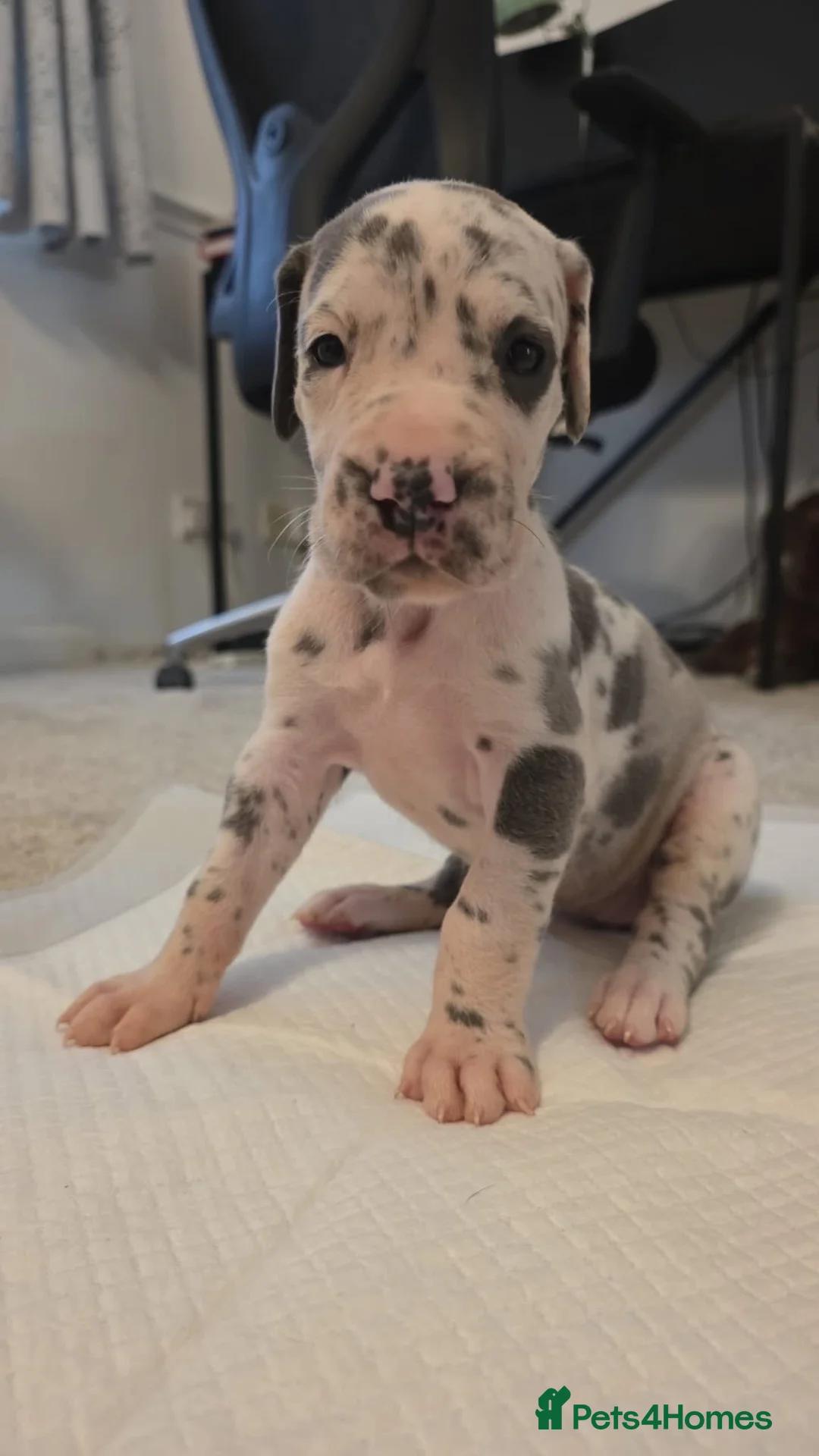 Great Dane dogs for sale: High Quality Great Dane Puppies - Advert 1