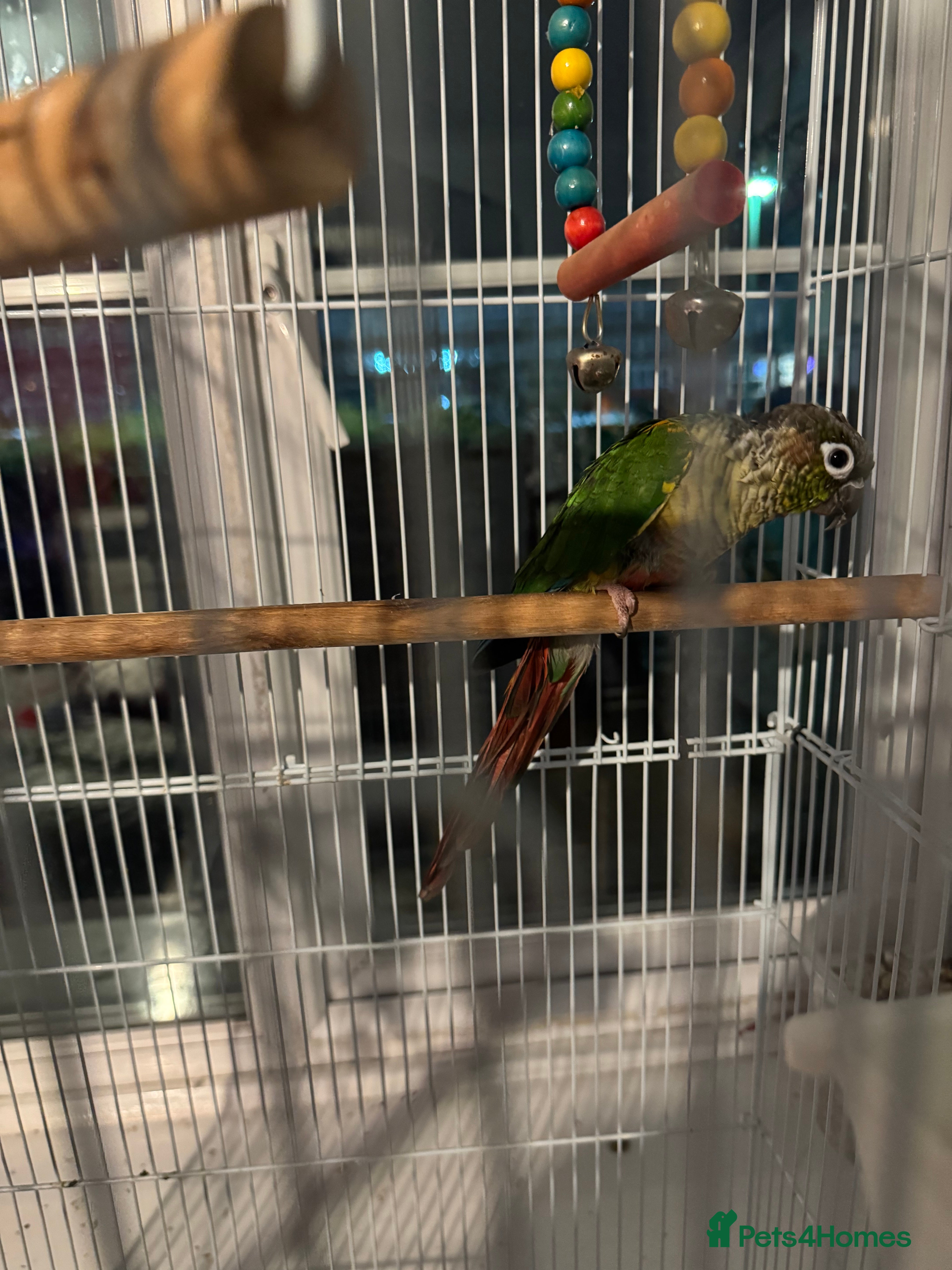 Conures birds Conure  - Advert 1