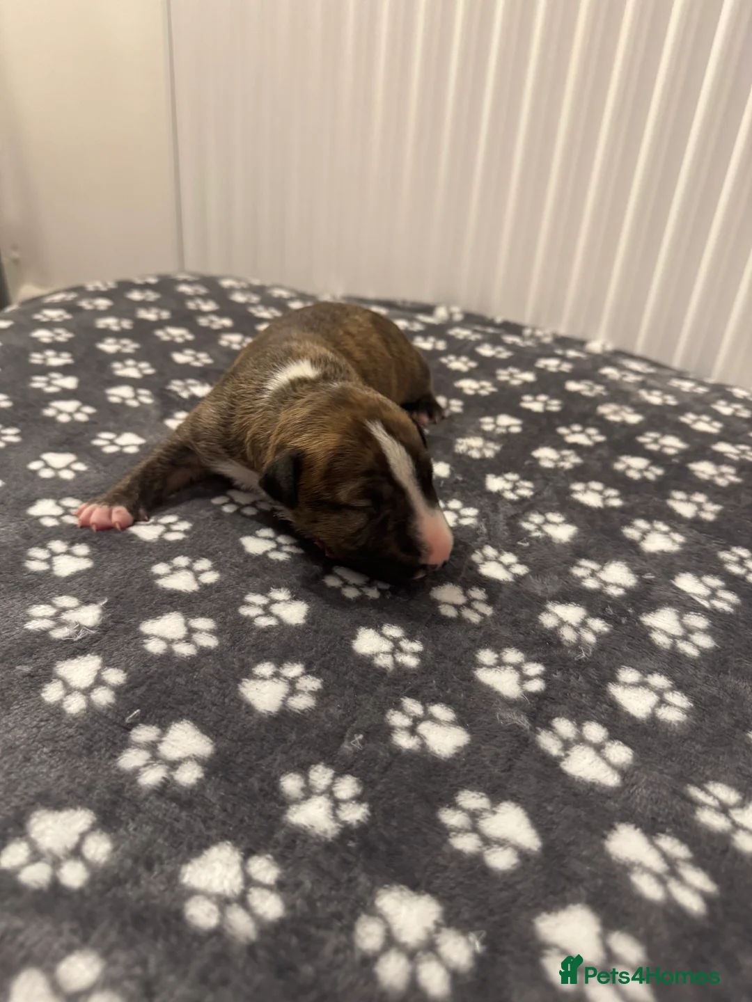 English Bull Terrier dogs for sale: Champion Bloodline English Bullterrier Puppies  - Advert 26