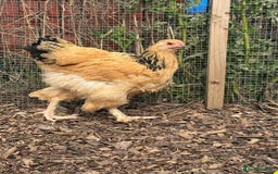 Chickens poultry for sale: Buff Columbian Brahma - Image 3