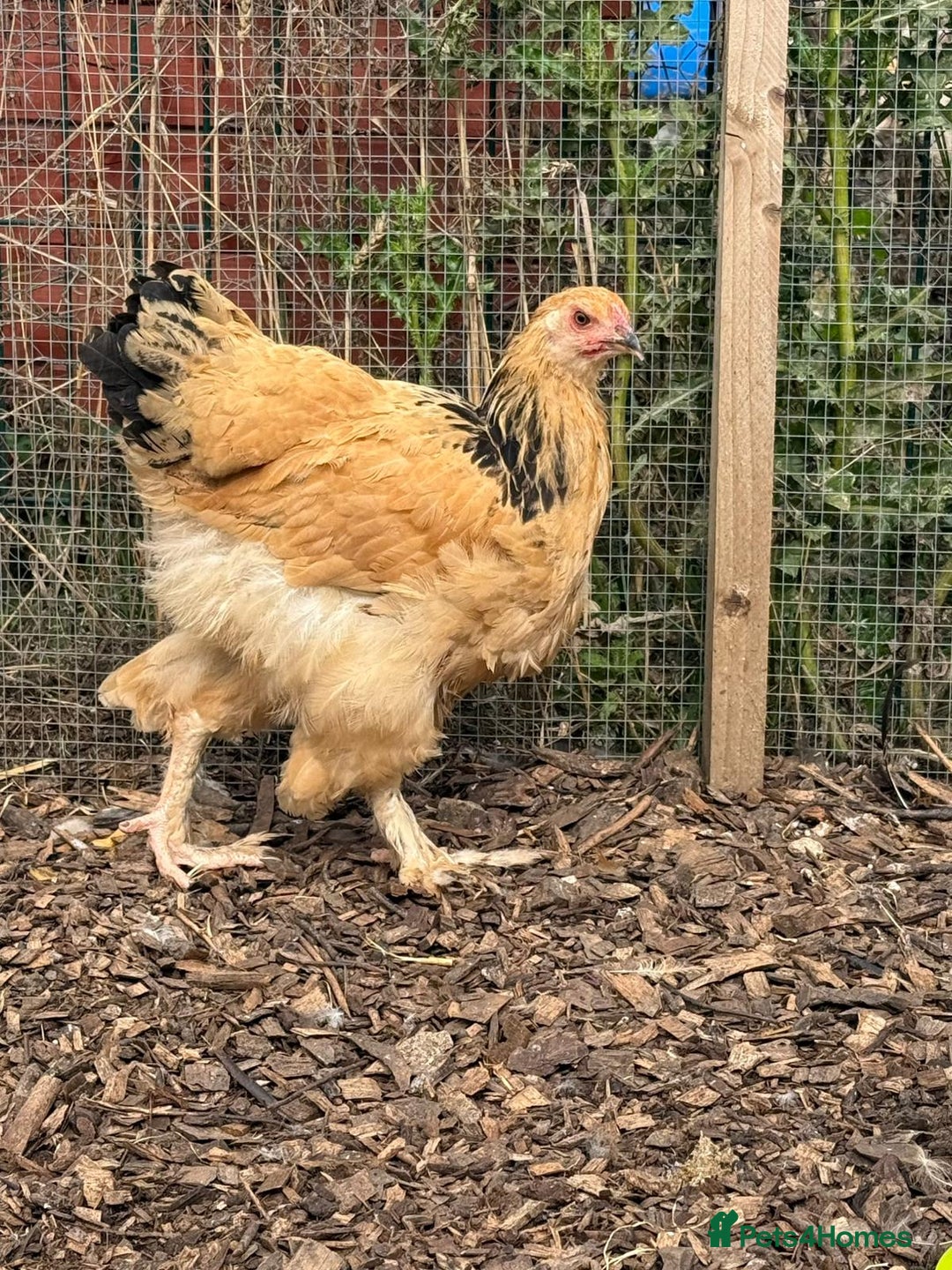 Chickens poultry for sale: Buff Columbian Brahma - Image 3