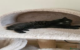 Mixed Breed cats for sale: Two male kittens. Possible delivery. - Advert 7