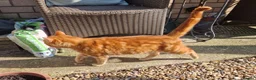Mixed Breed cats for sale: Cats in desperate need of a new home together - Advert 7
