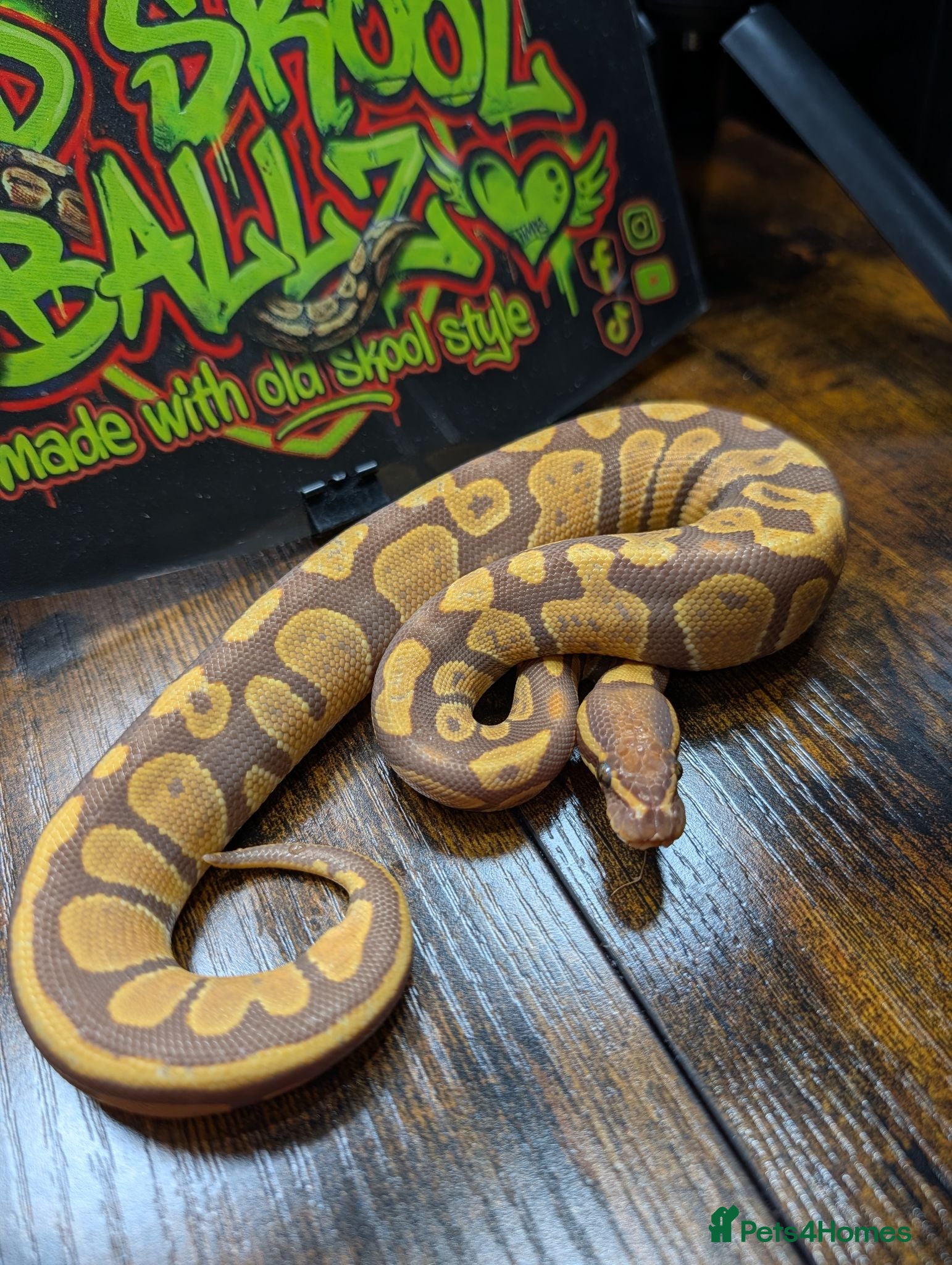 Python Snake reptiles Ultramel female ball python  - Advert 11