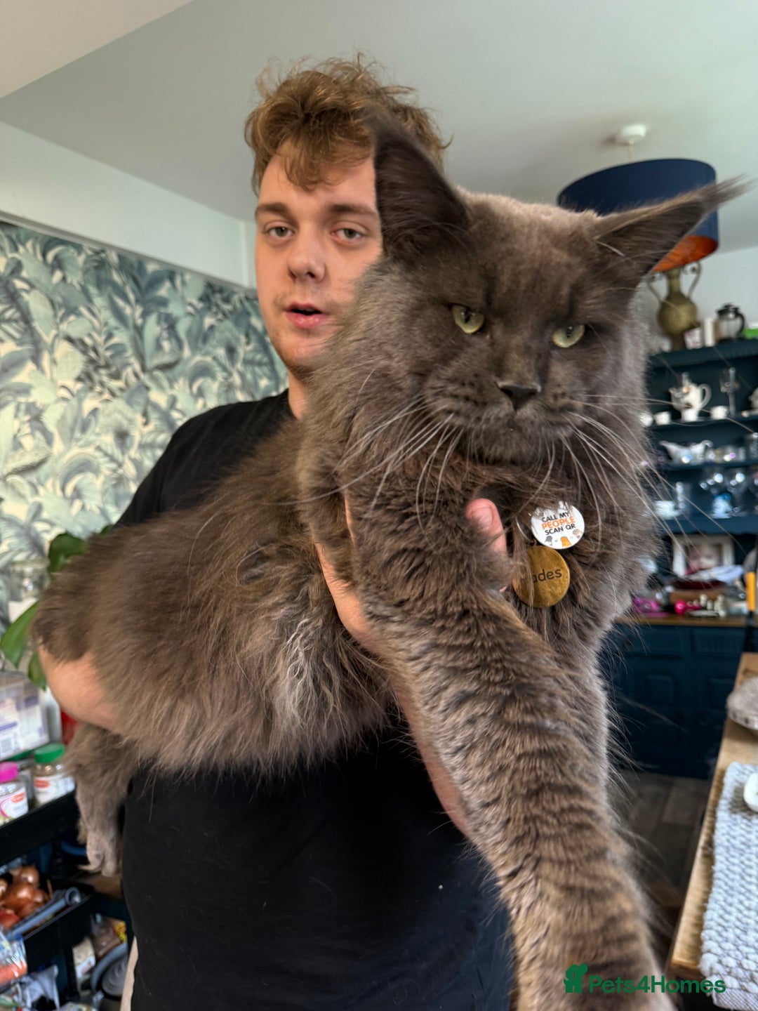 Maine Coon cats for sale: 4 pure bred Maine Coon kittens - Advert 3