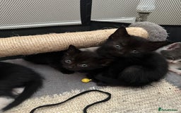 Mixed Breed cats for sale: Mixed Breed kittens - Image 7