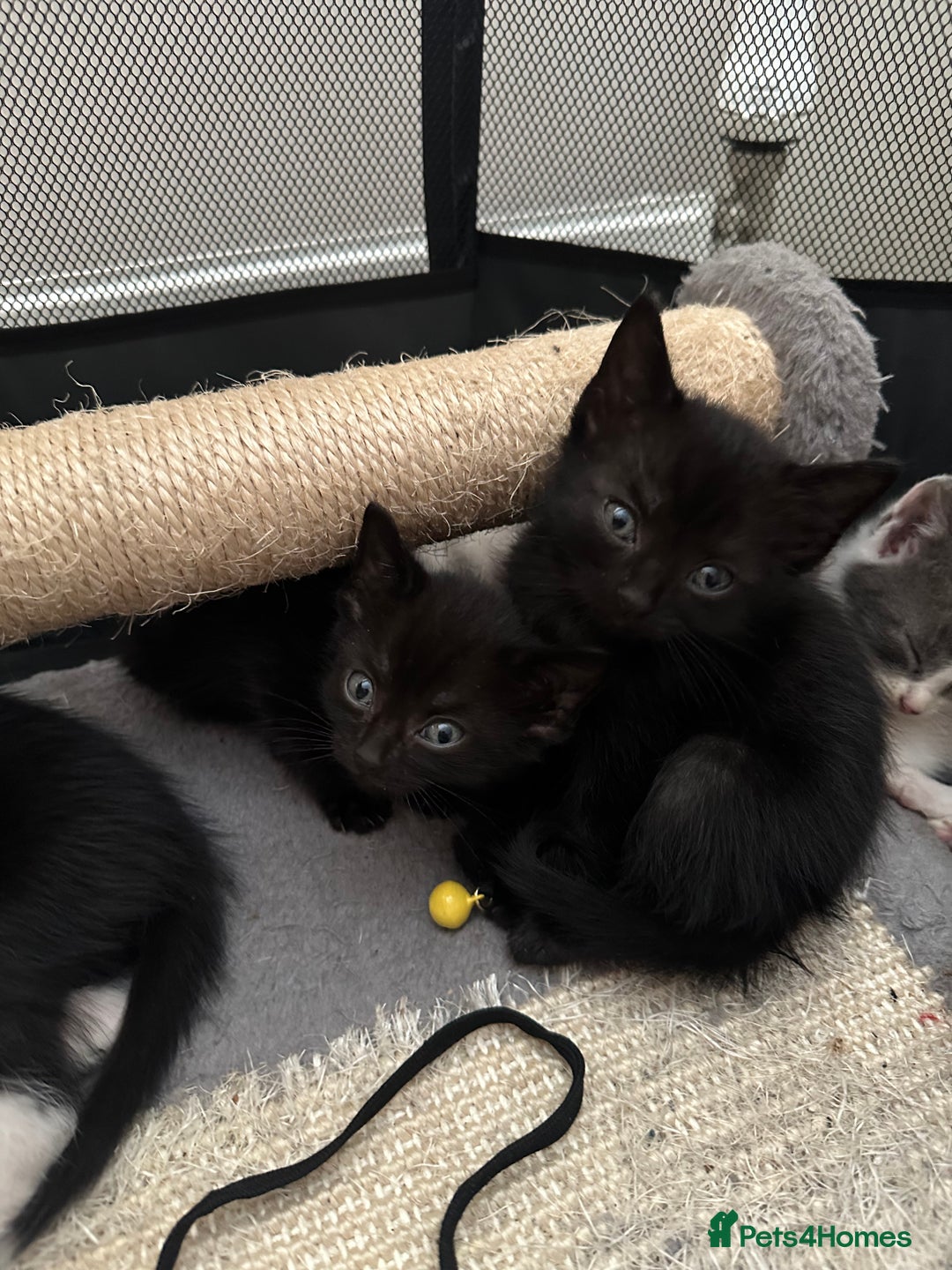 Mixed Breed cats for sale: Mixed Breed kittens - Image 7