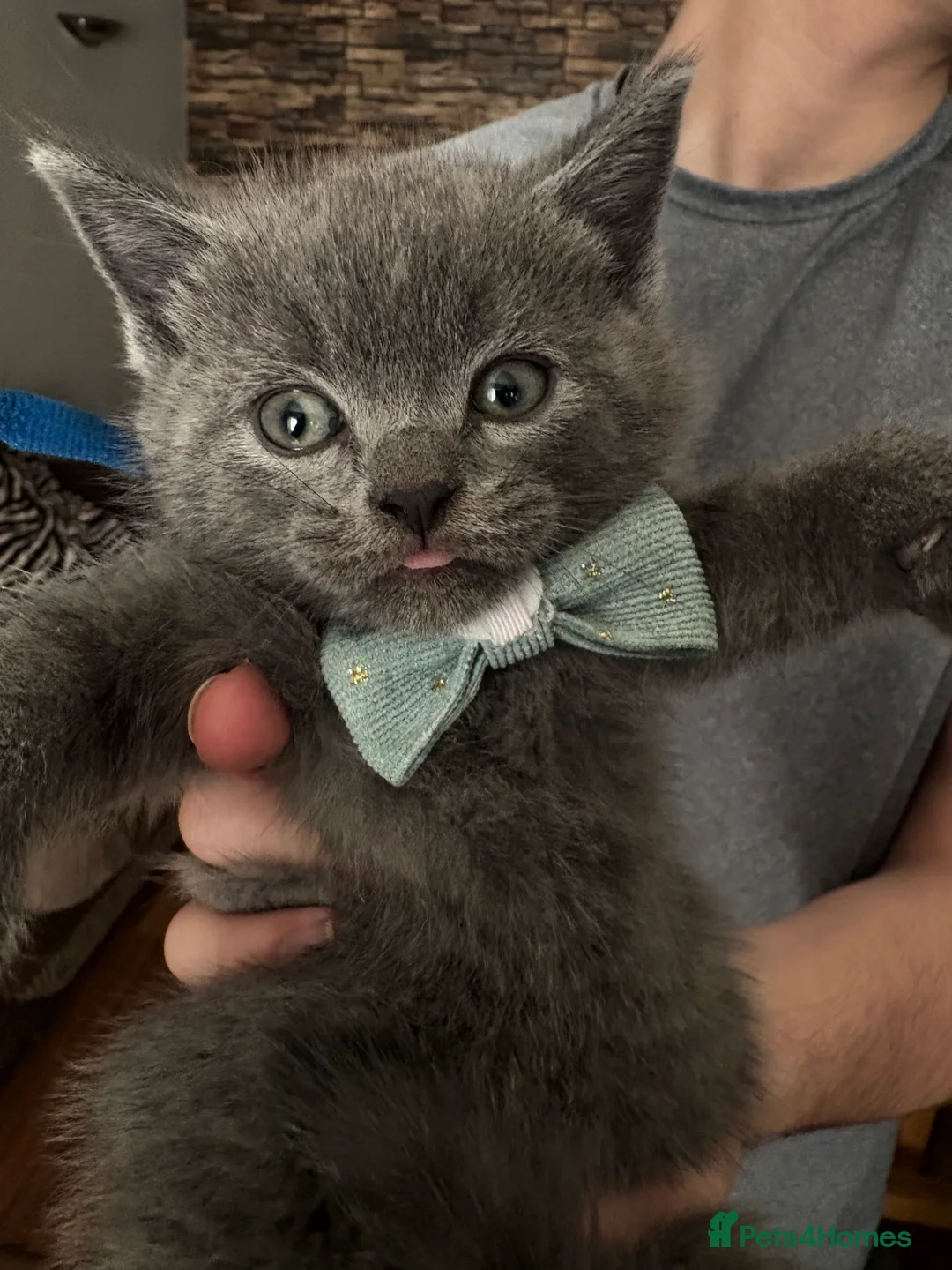 British Shorthair cats for sale: British Shorthair kittens  - Advert 9