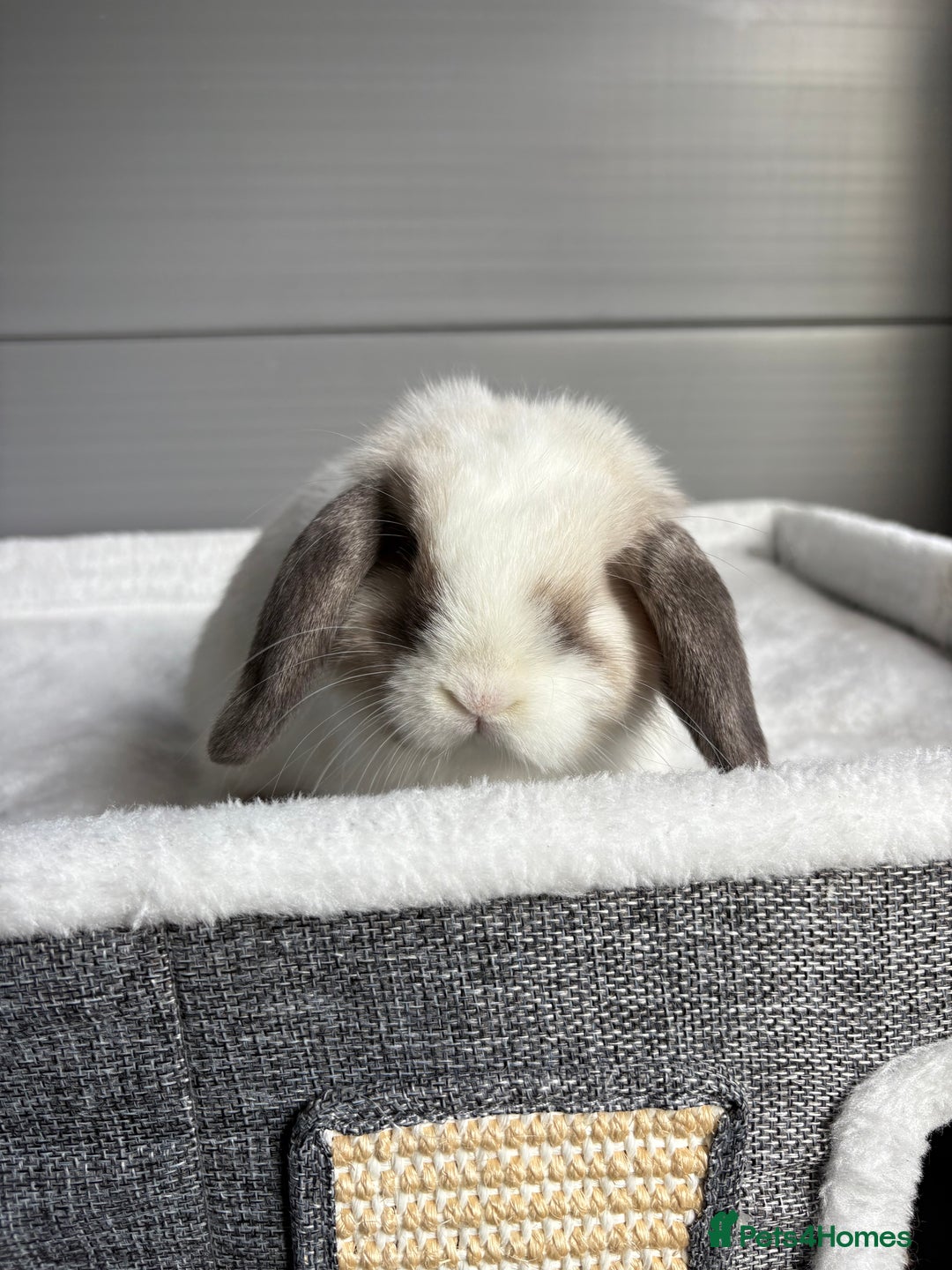 Mini Lop rabbits for sale: Stunning mini lops  - Image 20