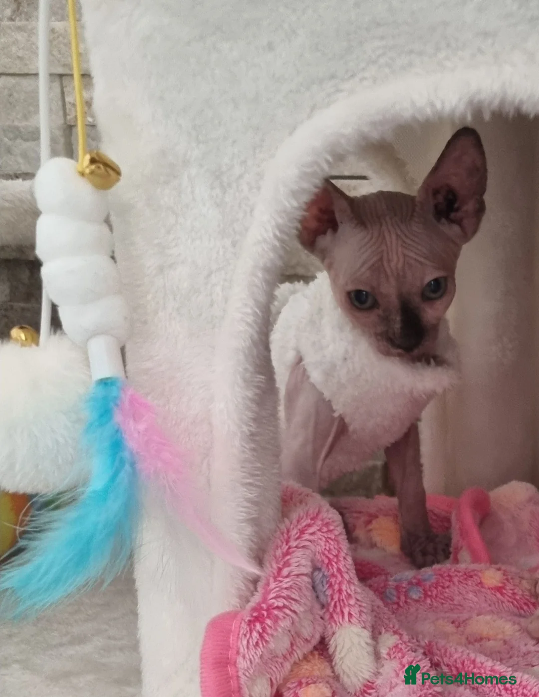 Sphynx cats for sale: Sphynx Kitten  - Advert 4
