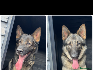 German Shepherd dogs German shepherd pups - Advert 4