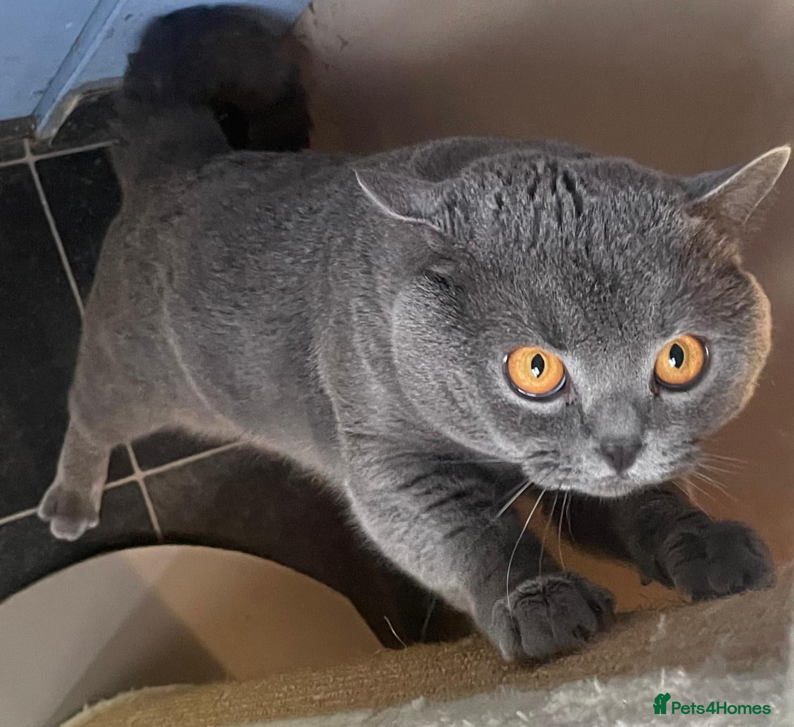 British Shorthair cats Bsh stud - Advert 2
