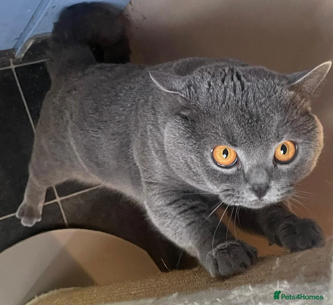 British Shorthair cats for stud: Bsh stud - Advert 2