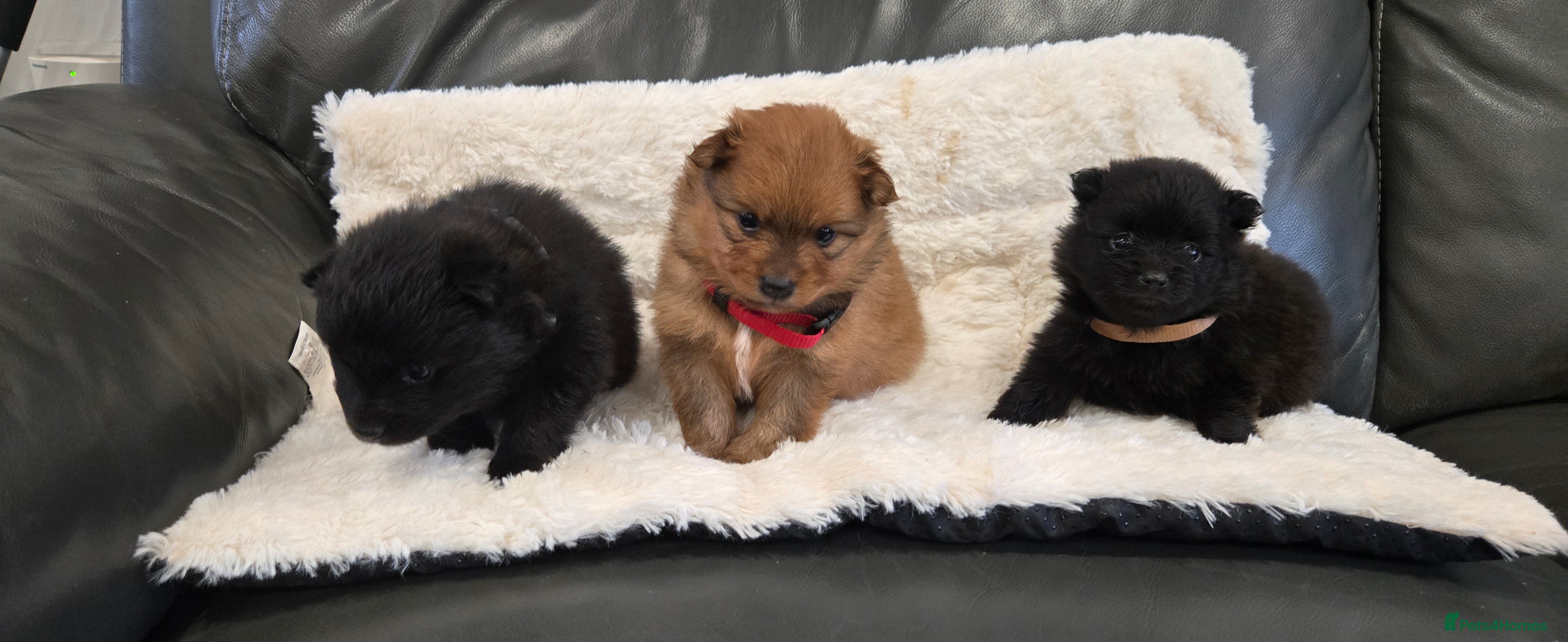 Pomeranian dogs Pretty cute Pomeranians  - Advert 4