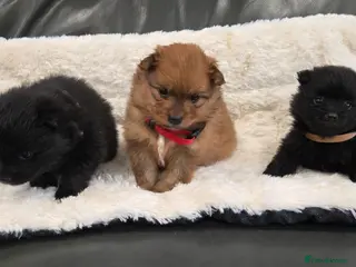 Pomeranian dogs Pretty cute Pomeranians - Advert 4