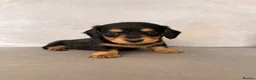 Miniature Dachshund dogs for sale: Minature Dachshund Puppies - Advert 6