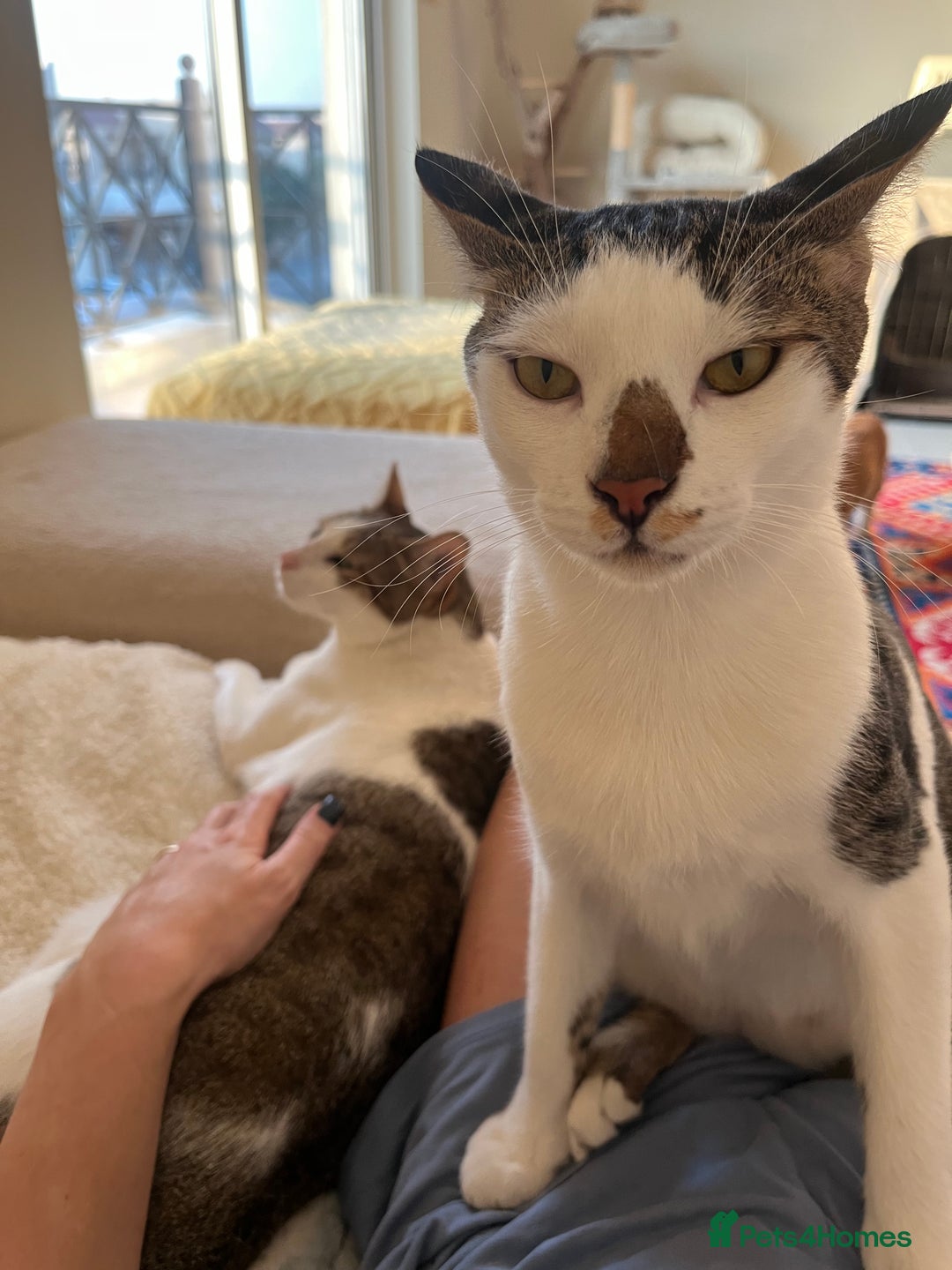 Mixed Breed cats for adoption: *Cat and a child Friendly*  Alan  - Advert 4