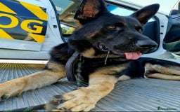 Mixed Breed dogs for sale: Sheppert German nice - Image 2