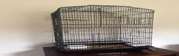 Budgerigars birds for sale: Bonded Budgies For Sale  in Wolverhampton - Advert 3