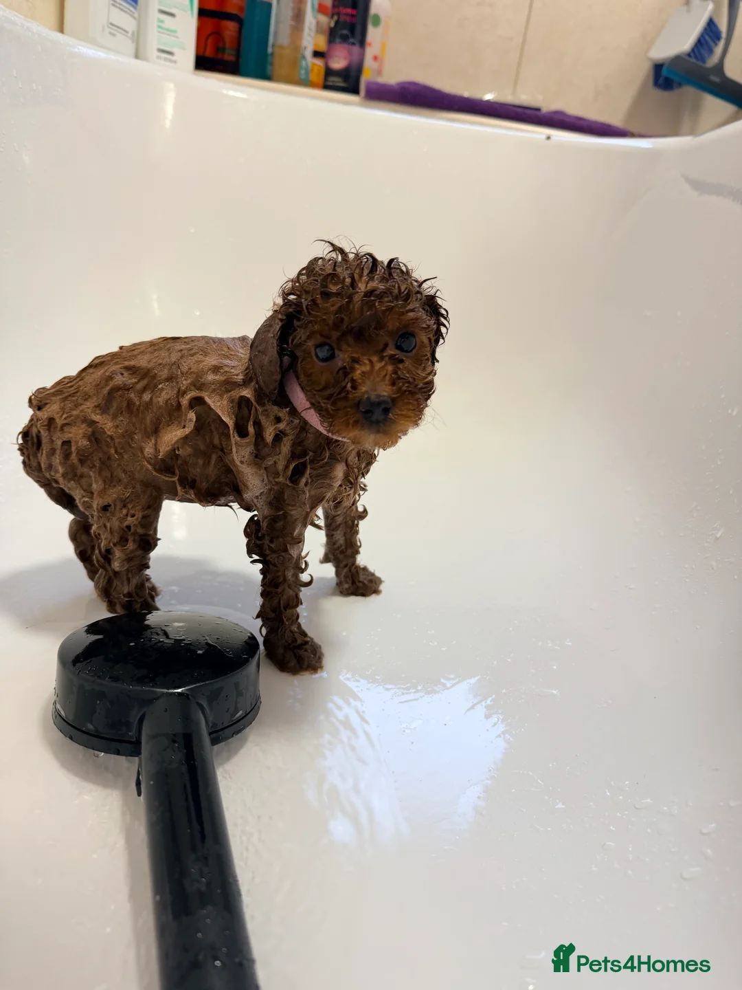 Cavapoo dogs for sale: Fox Red Cavapoo F1B  - Advert 3