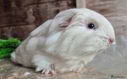 Guinea Pig rodents for sale: Sheltie boar  - Image 2