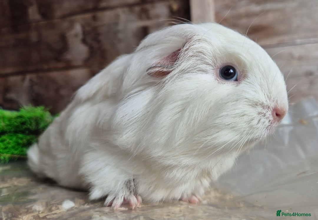 Guinea Pig rodents for sale: Sheltie boar  - Image 2