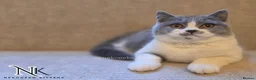 British Shorthair cats for sale: UPDATED PICS - GCCF REG BSH KITTENS - Advert 23