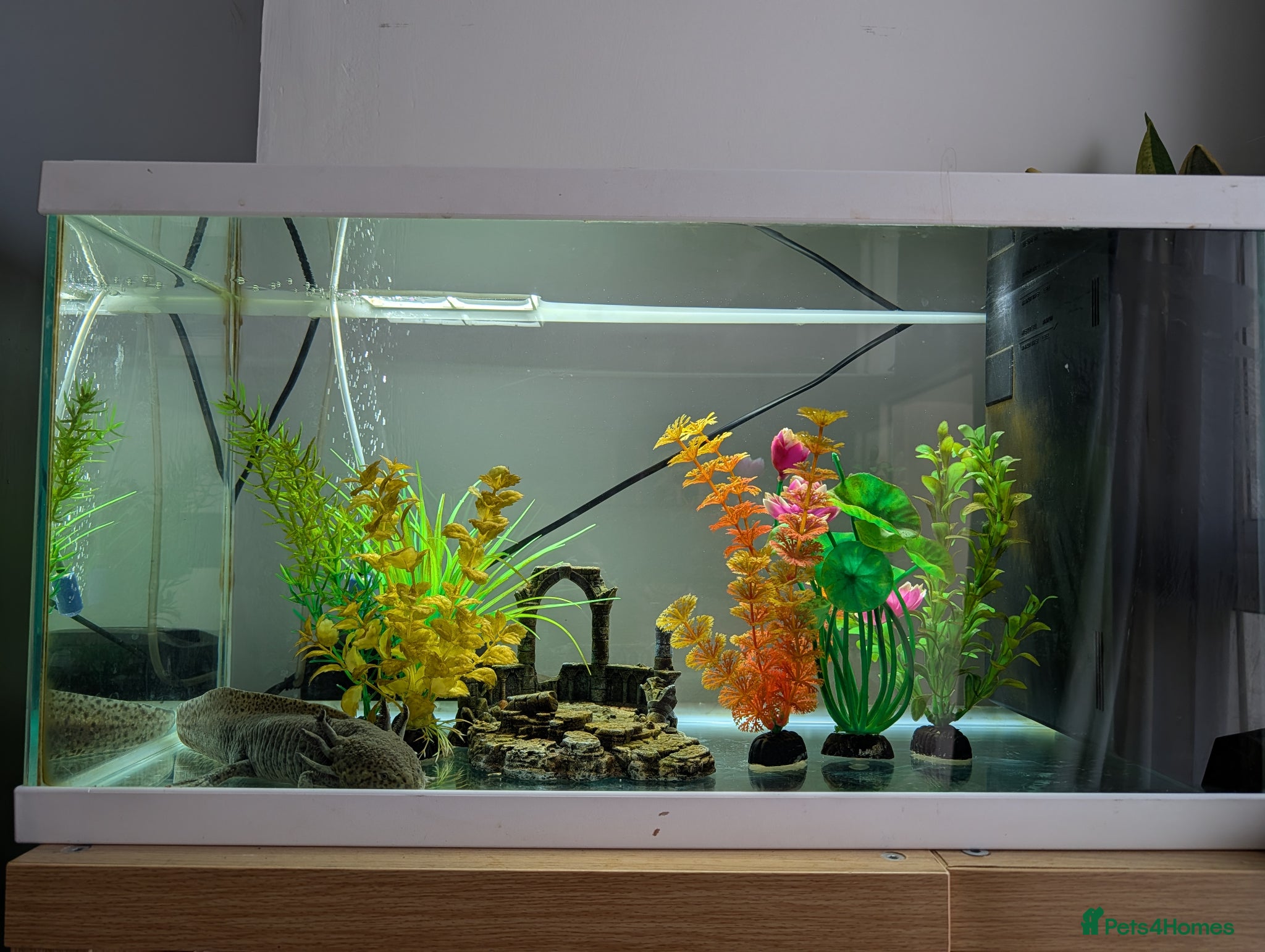 Axolotl reptiles 1 Year old Axolotl and Full set up - Advert 5