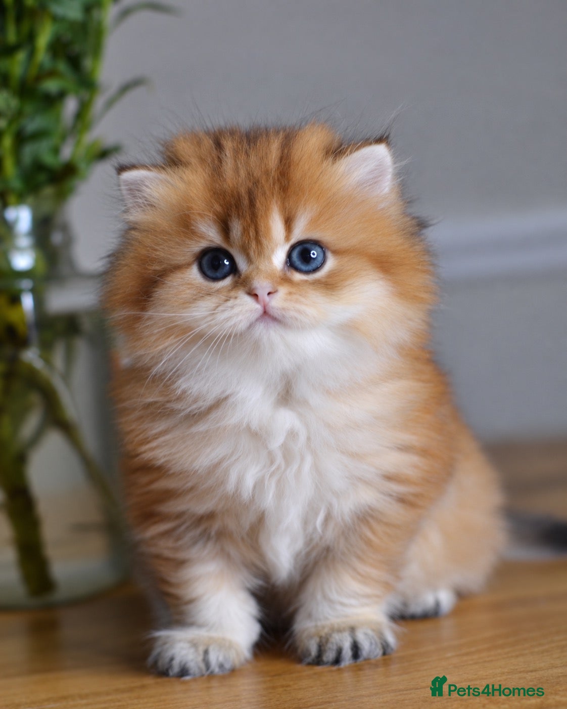 British Shorthair cats GCCF/TICA Stunning Golden BSH/BLH Kittens - Advert 4