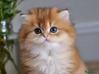 British Shorthair cats GCCF/TICA Stunning Golden BSH/BLH Kittens - Advert 4