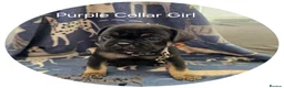 Frug dogs for sale: Fun-loving Frug pups seeking their forever family! - Advert 21