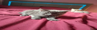 Grey male