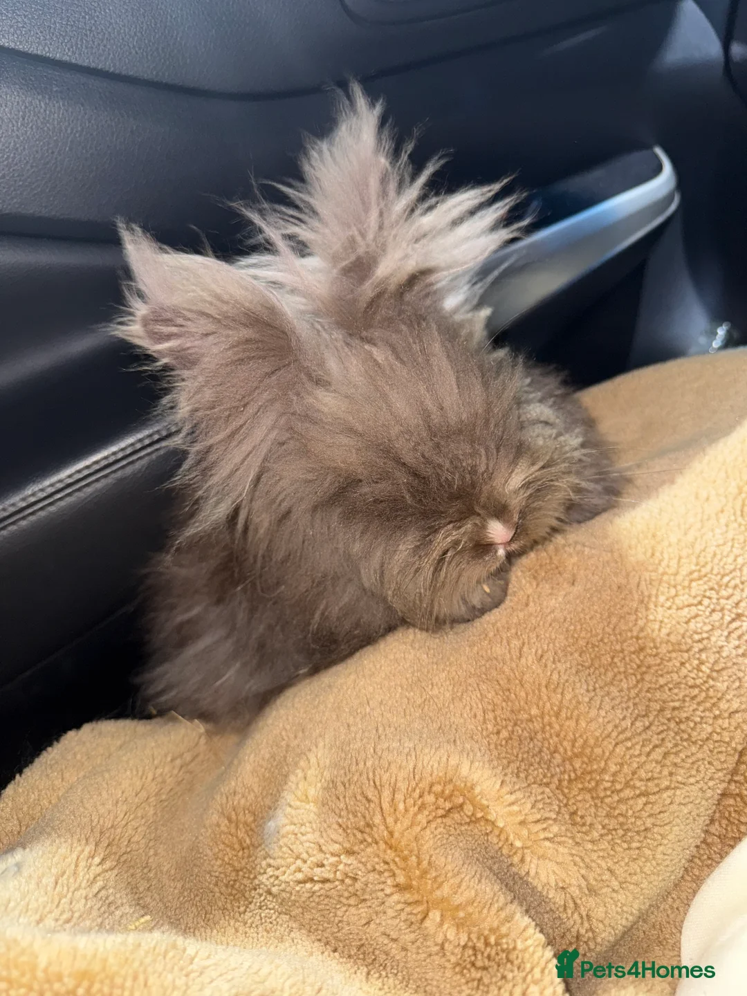 Angora rabbits for sale: Baby angora - Advert 4