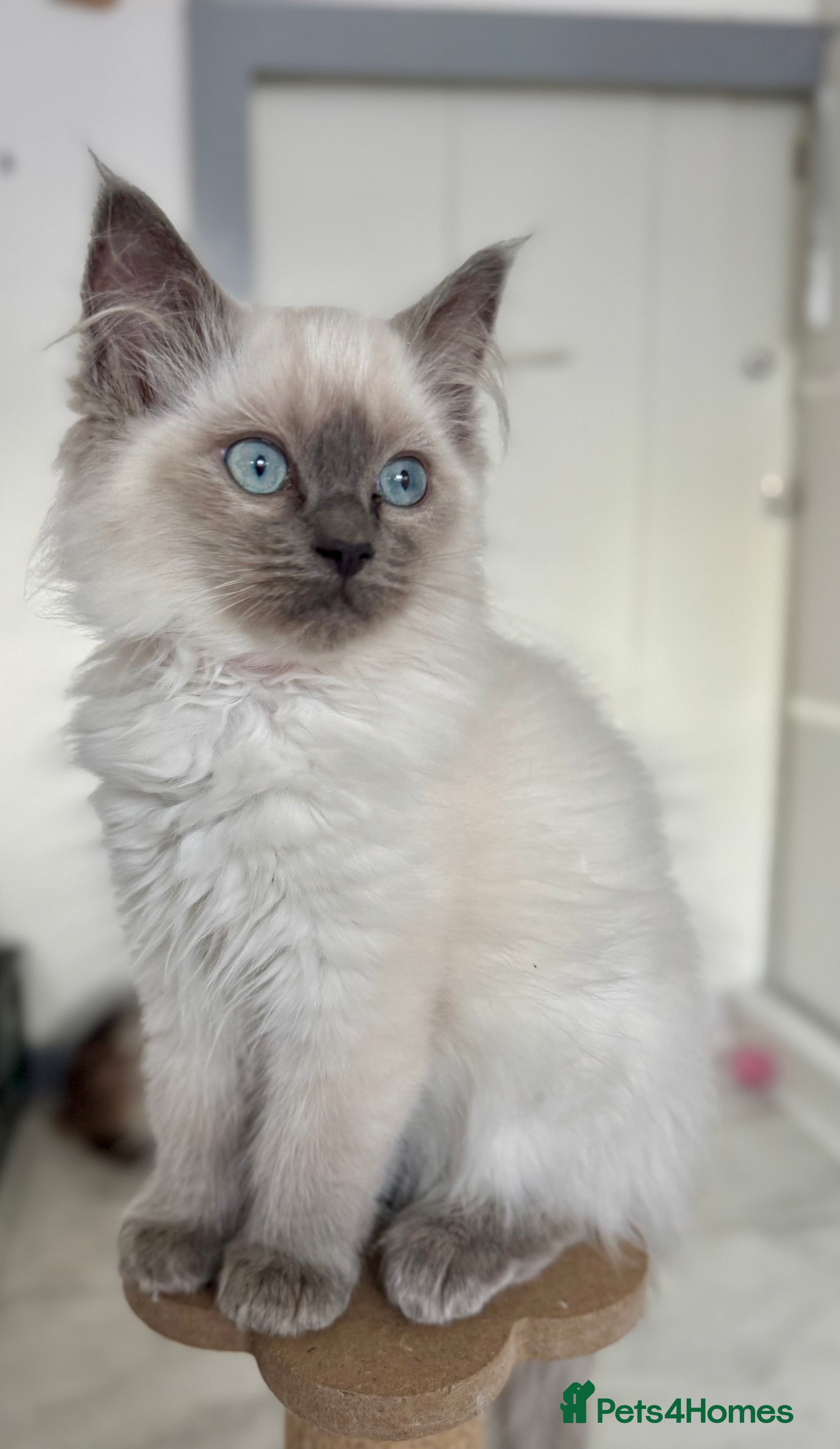 Ragdoll cats Blue point girl available - Advert 2