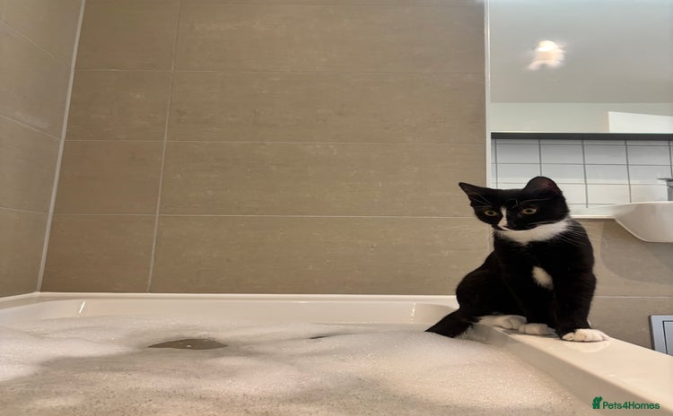 British Shorthair cats - Advert 4