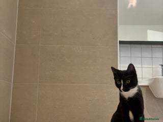 British Shorthair cats - Advert 10