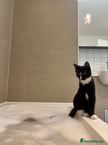 British Shorthair cats - Advert 13