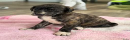 Mixed Breed dogs for sale: My beautiful Salukis puppy’s  - Advert 5