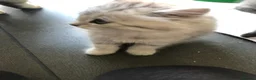 Persian cats for sale: 1/2 persian - Advert 5
