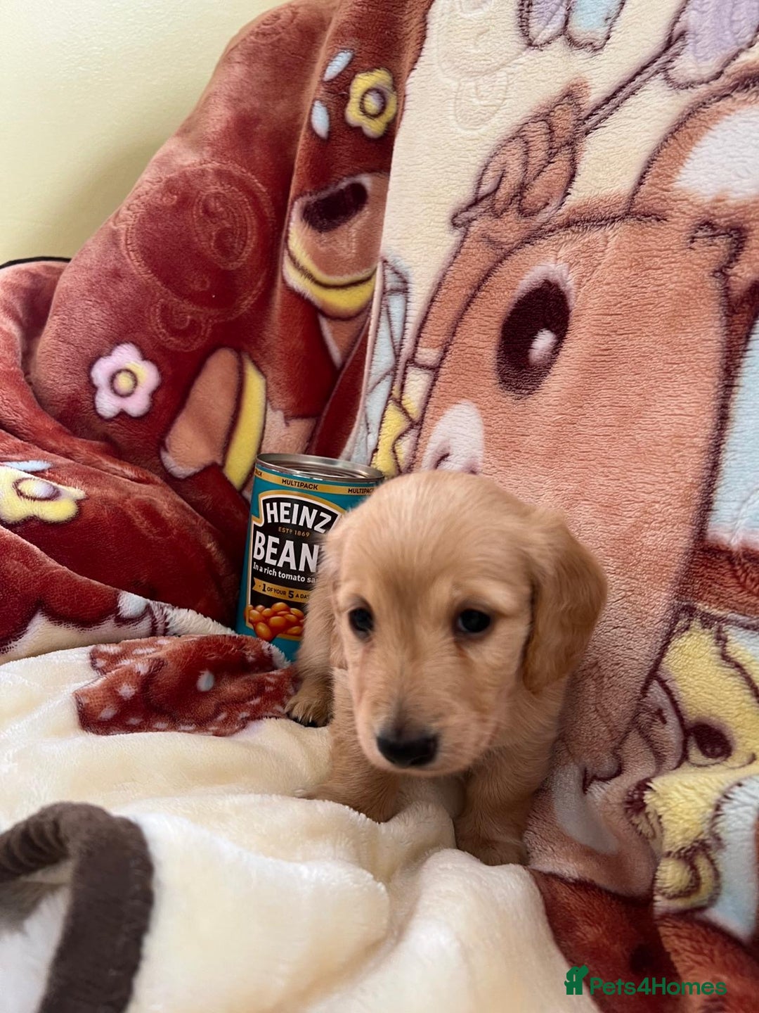 Miniature Dachshund dogs for sale: Miniature long hair dachshunds  - Image 3