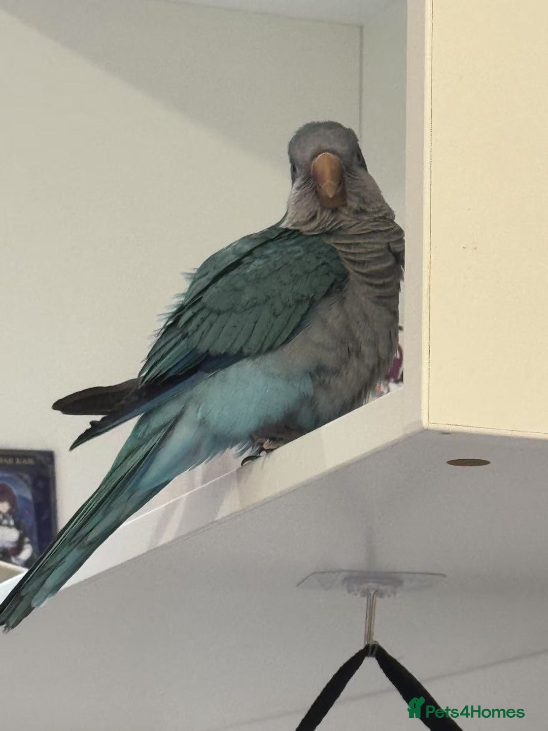 Parakeets birds for sale:  Hand-Tame Quaker Parrot Large Cage  Food & Toys  - Image 4