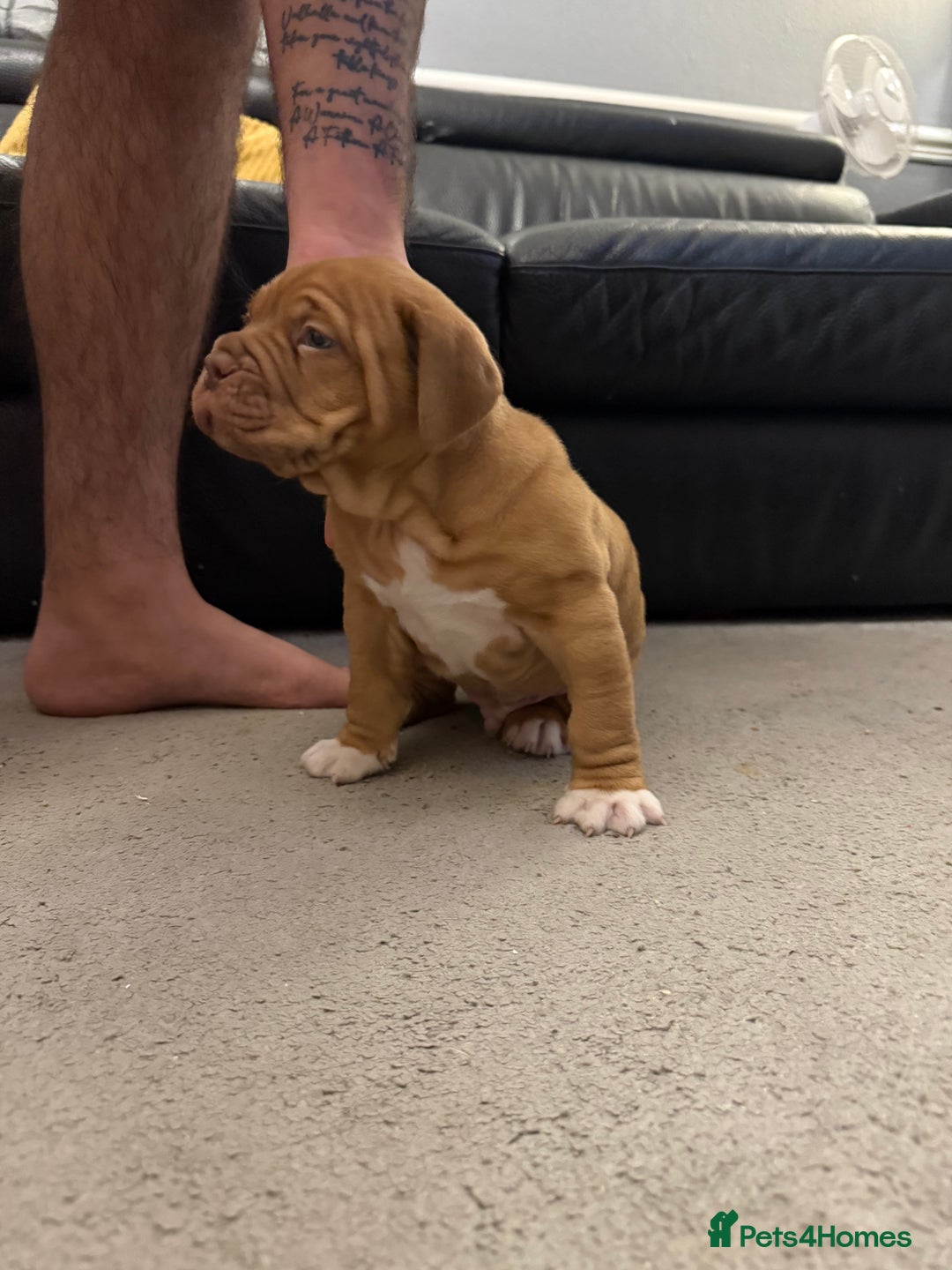 Dogue De Bordeaux dogs for sale: Ready to leave!!! Last boy - Advert 8