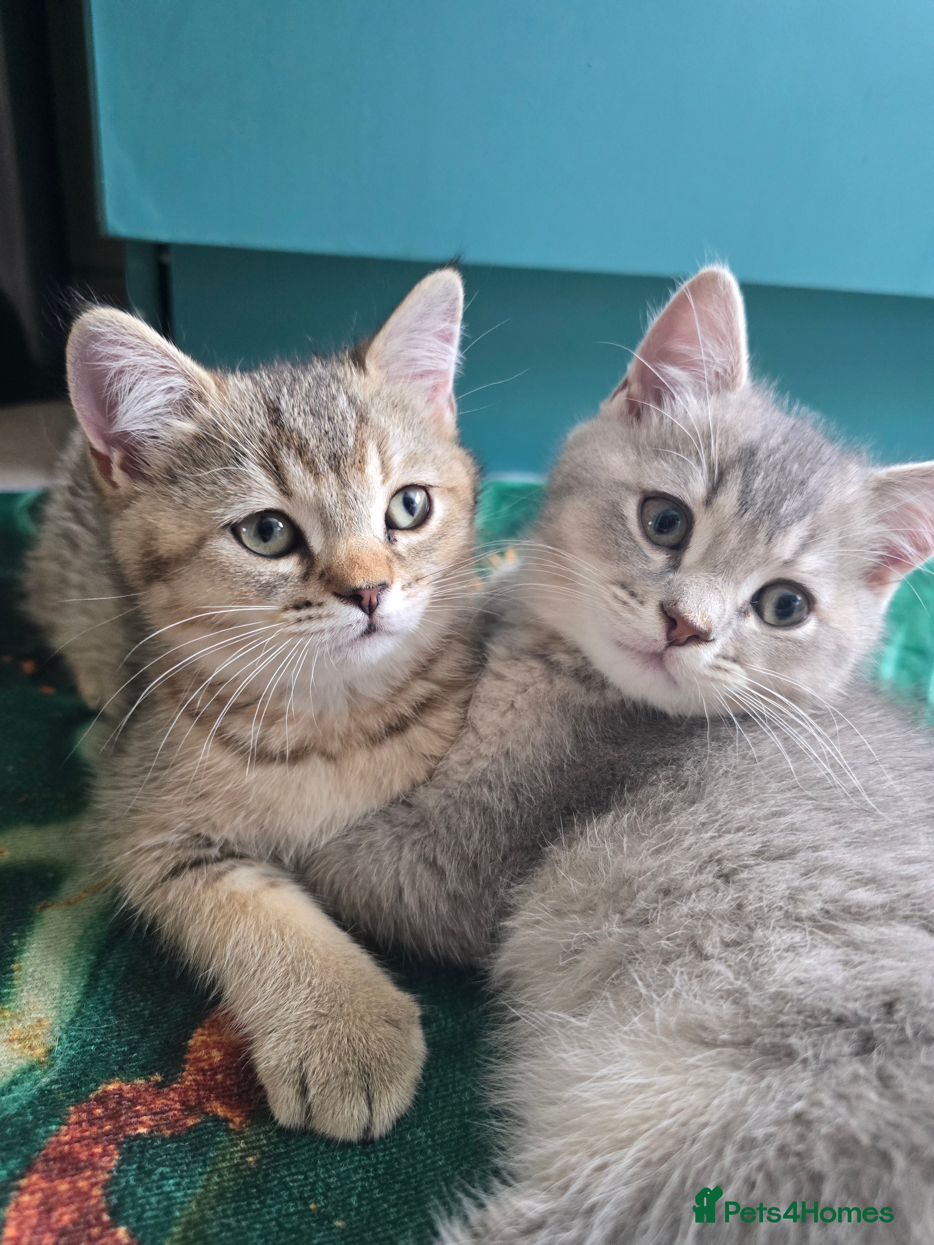 British Shorthair cats British Shorthair Female Kittens Only 2 Left!🩷 - Advert 2