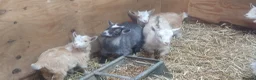 Goats livestock for sale: Lovely pygmy goats 🐐  - Advert 3