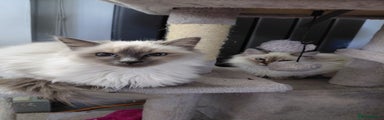 Birman Kitten 3