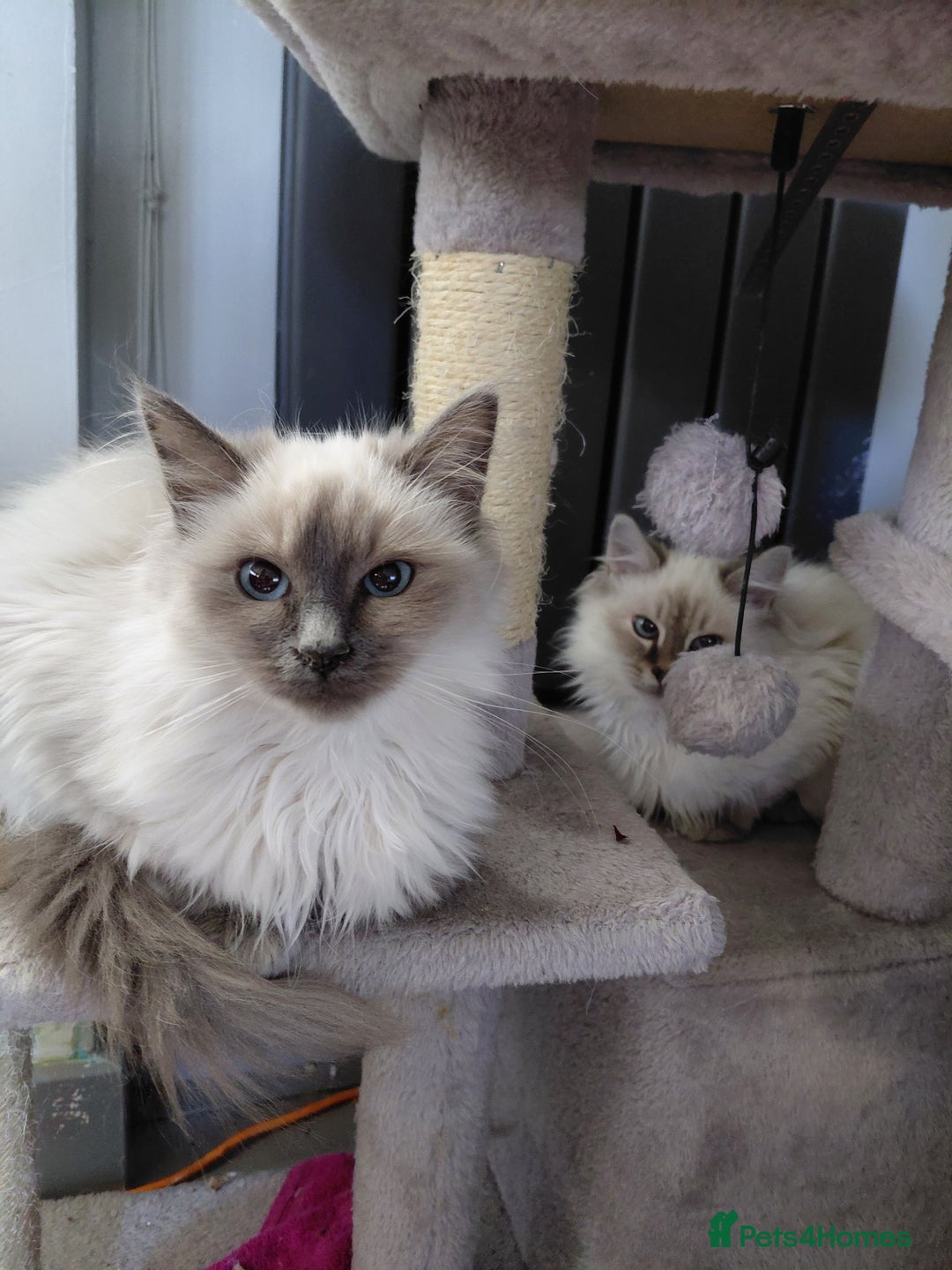 Birman cats for sale: Birman kittens  - Advert 15