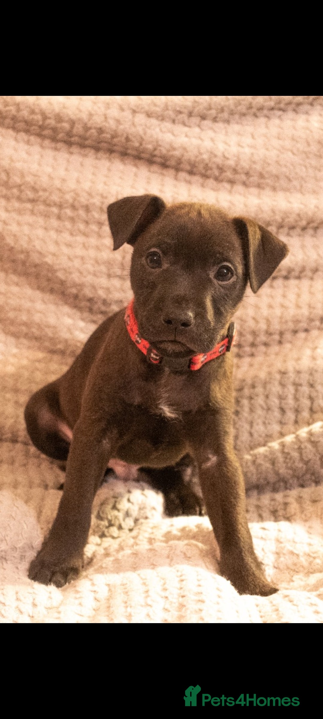 Patterdale Terrier dogs for sale: Patterdale Pups For Sale - Advert 13